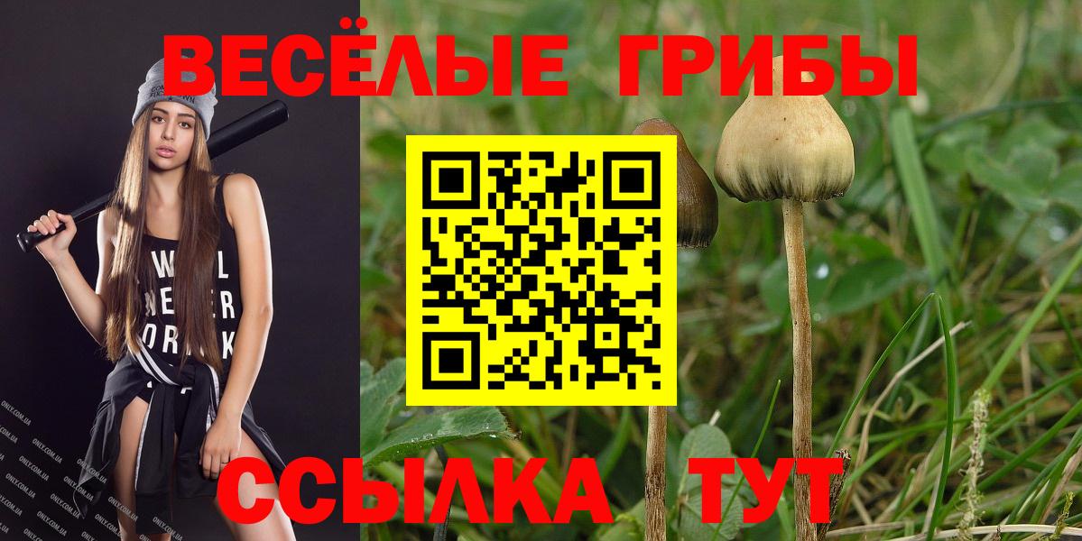 Псилоцибиновые грибы Psilocybine cubensis Котельники